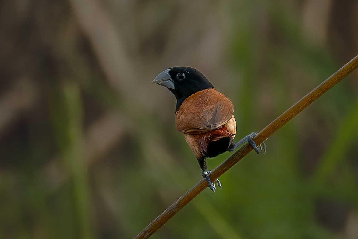 Tricolored Munia - ML614510885