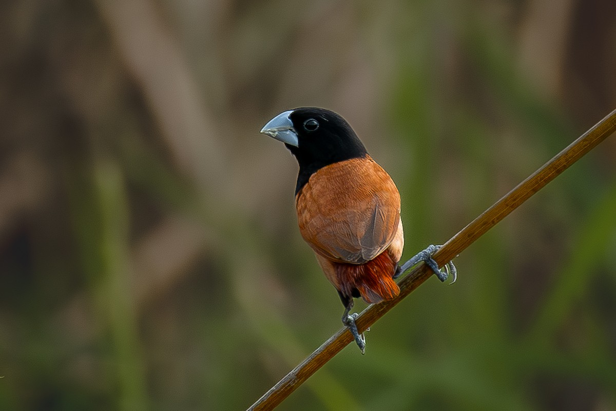 Tricolored Munia - ML614510886