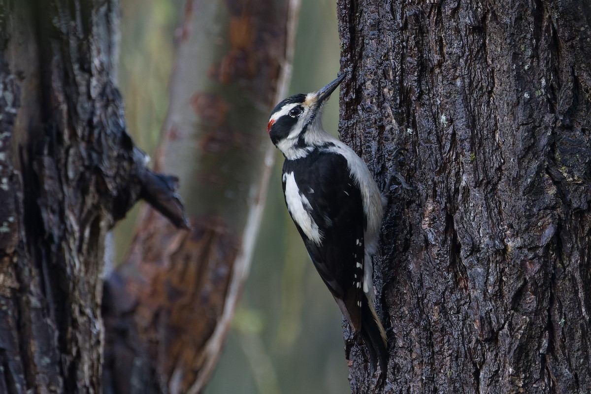 Hairy Woodpecker - ML614510888