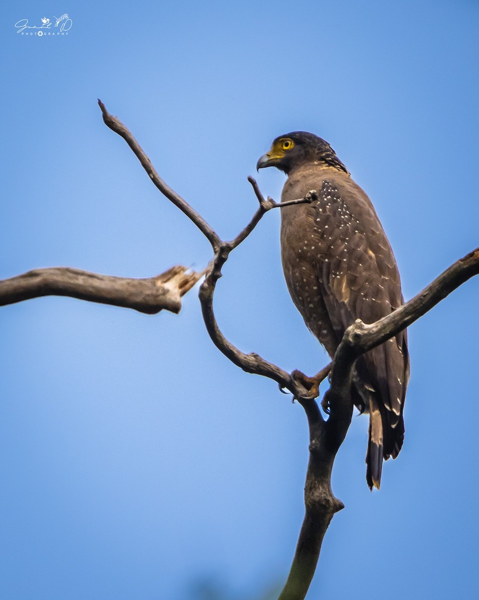 orlík chocholatý - ML614511036