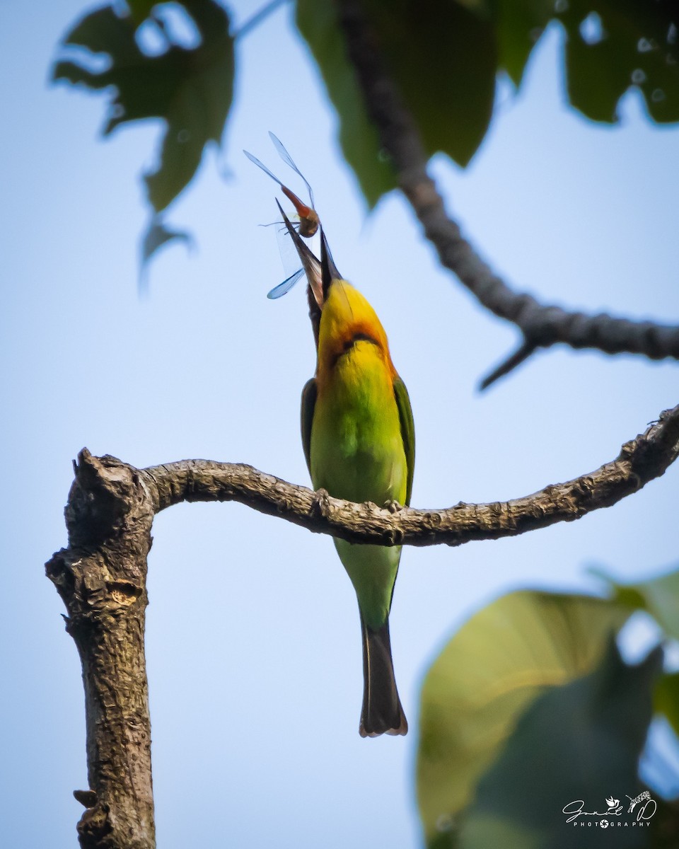 vlha hnědohlavá - ML614511046