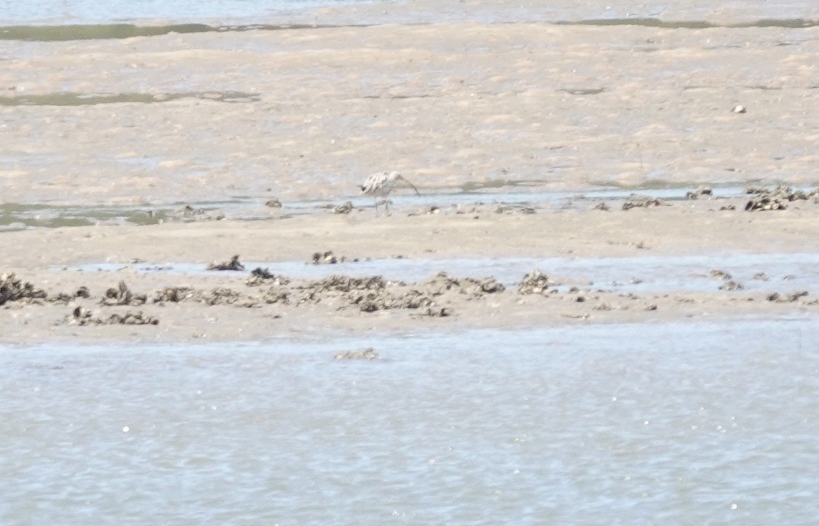 Far Eastern Curlew - ML614511058