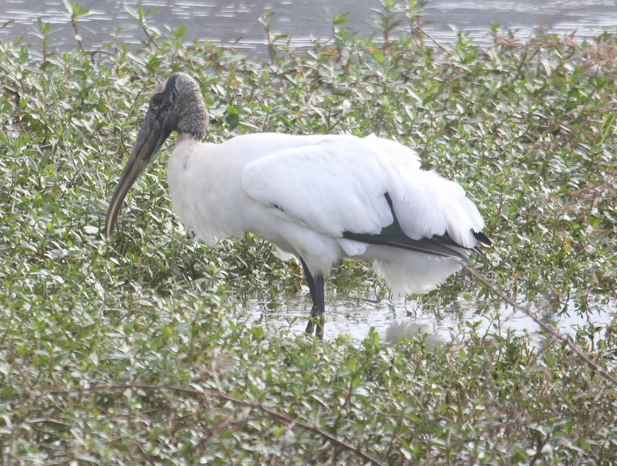 Wood Stork - ML614511088