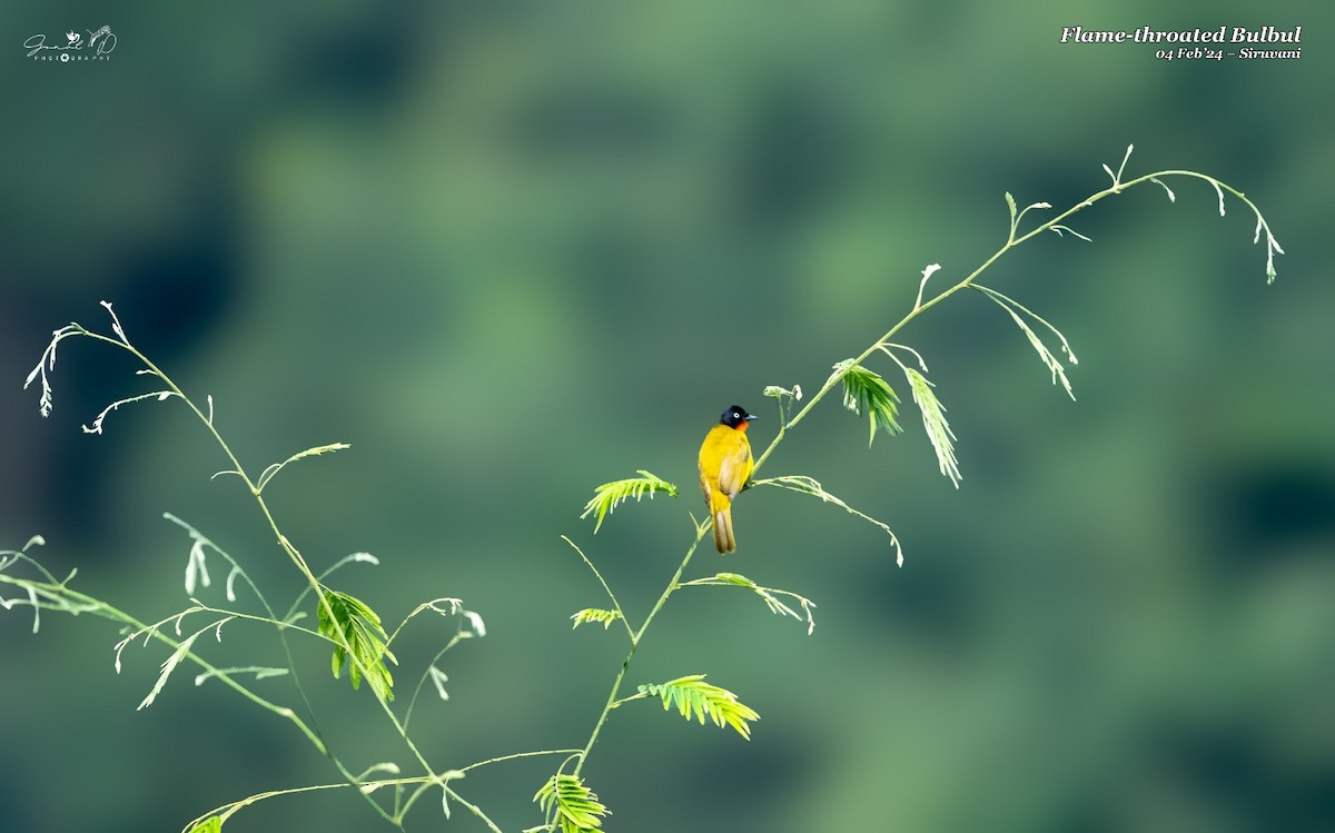 Flame-throated Bulbul - ML614511089