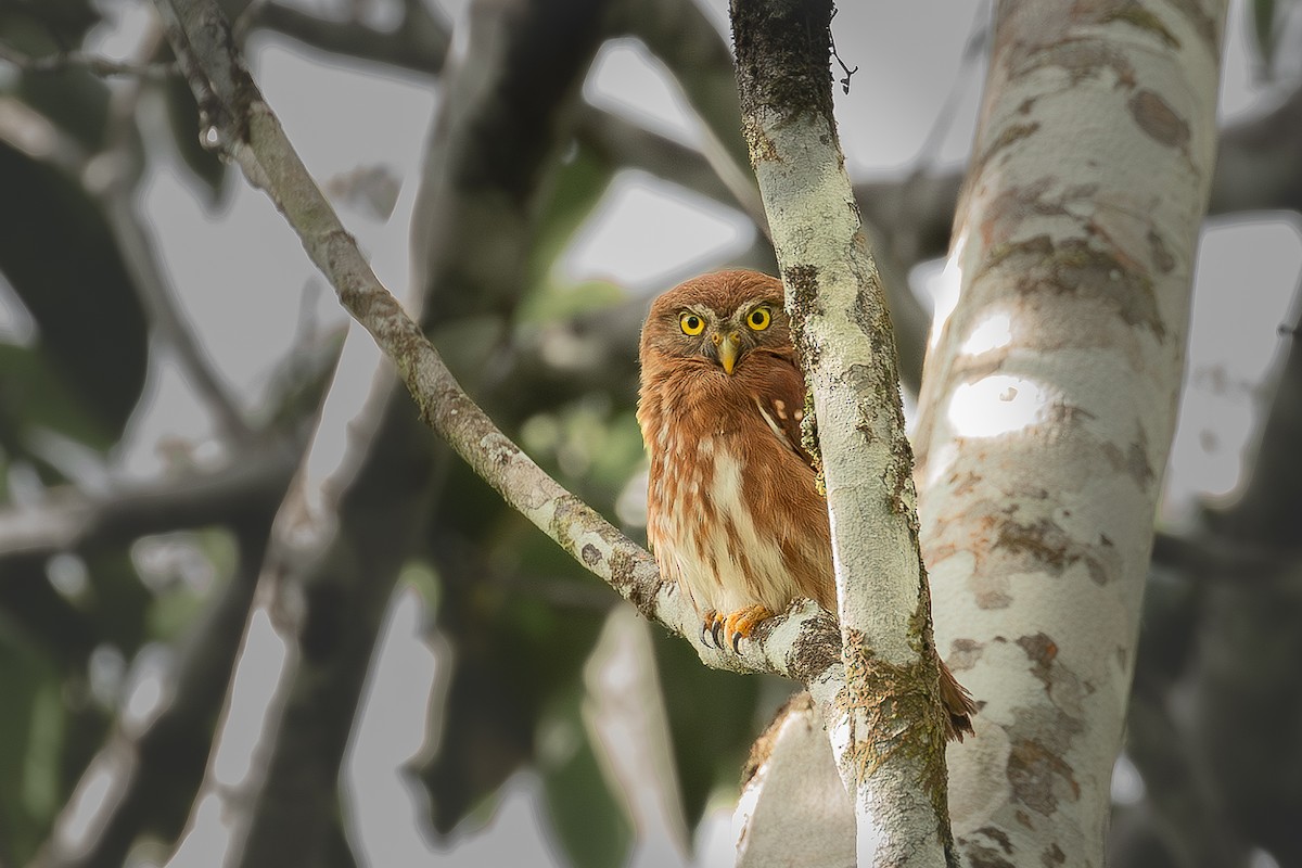 Ferruginous Pygmy-Owl - ML614511092