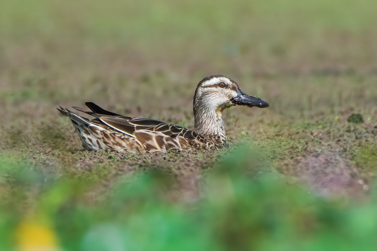 Garganey - ML614511093