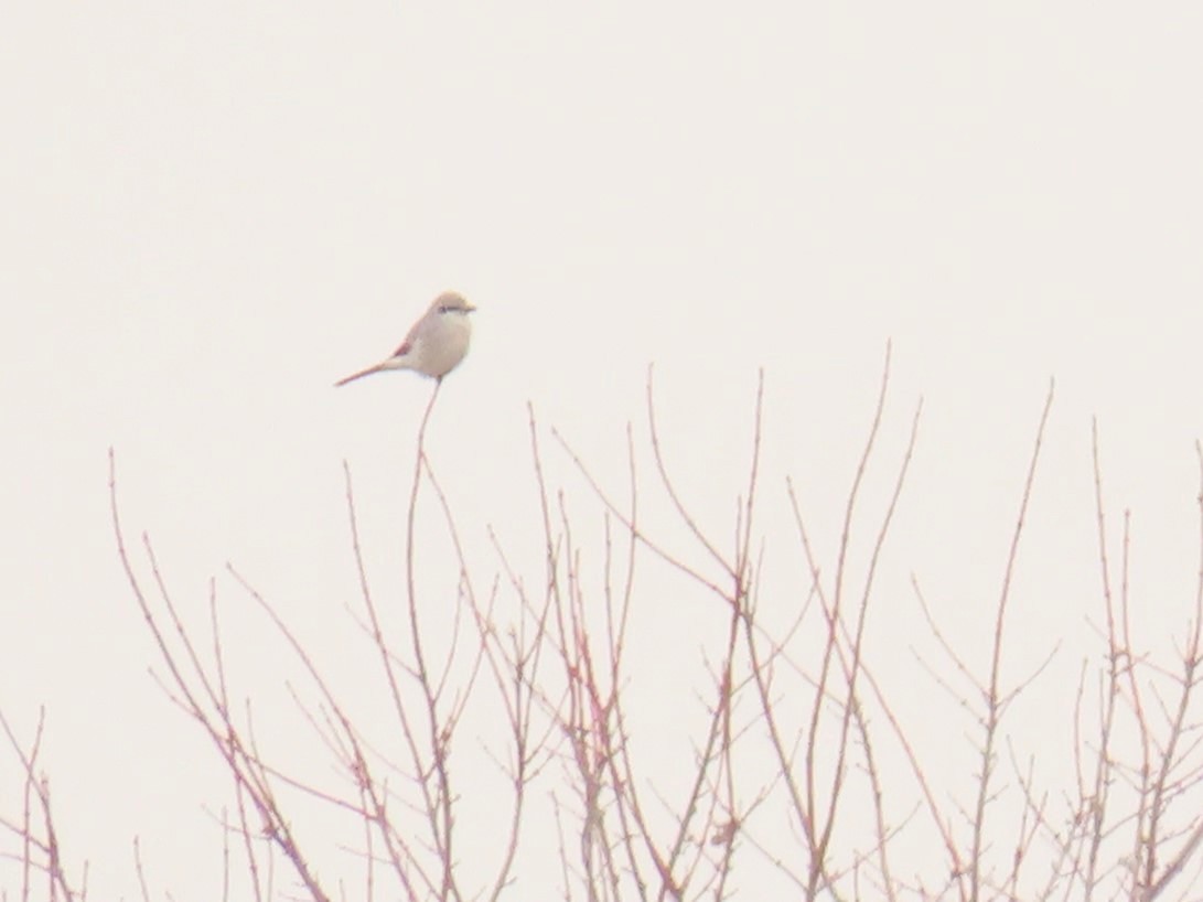 Northern Shrike - ML614511133