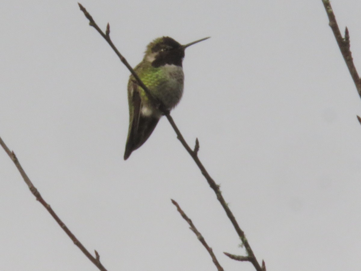 Anna's Hummingbird - ML614511195