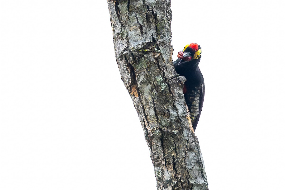 Yellow-tufted Woodpecker - ML614511259