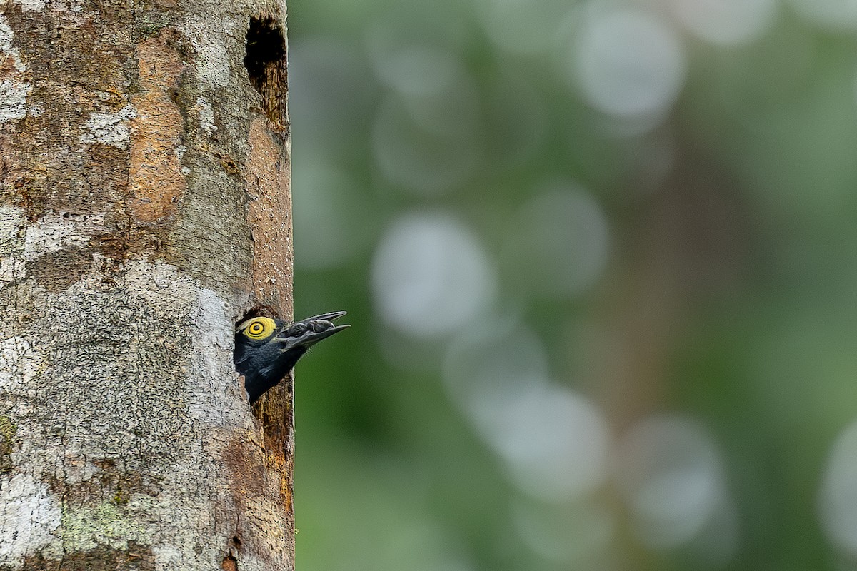 Yellow-tufted Woodpecker - ML614511260