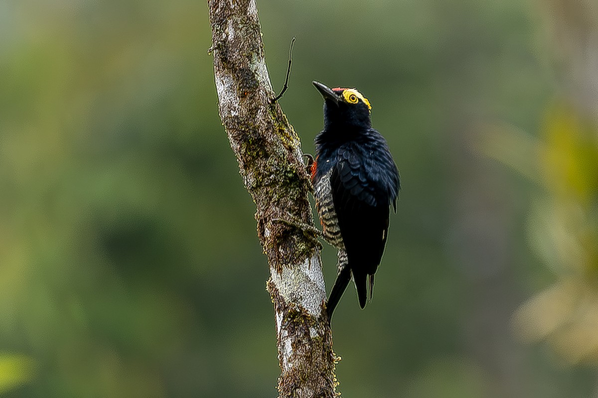 Yellow-tufted Woodpecker - ML614511261