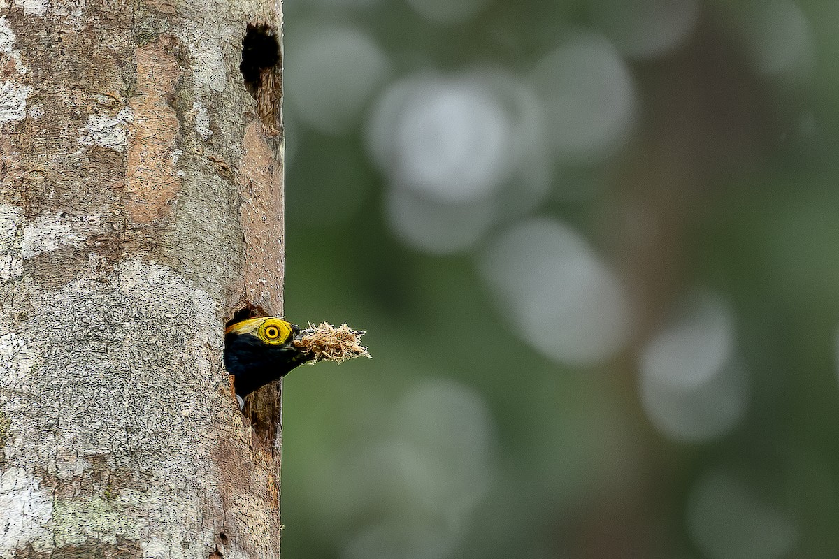 Yellow-tufted Woodpecker - ML614511262