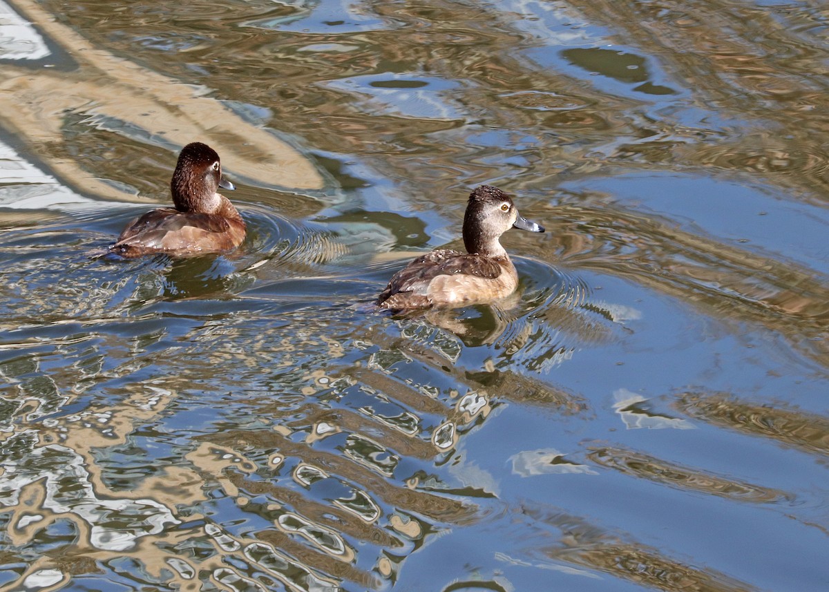 Ring-necked Duck - Noreen Baker