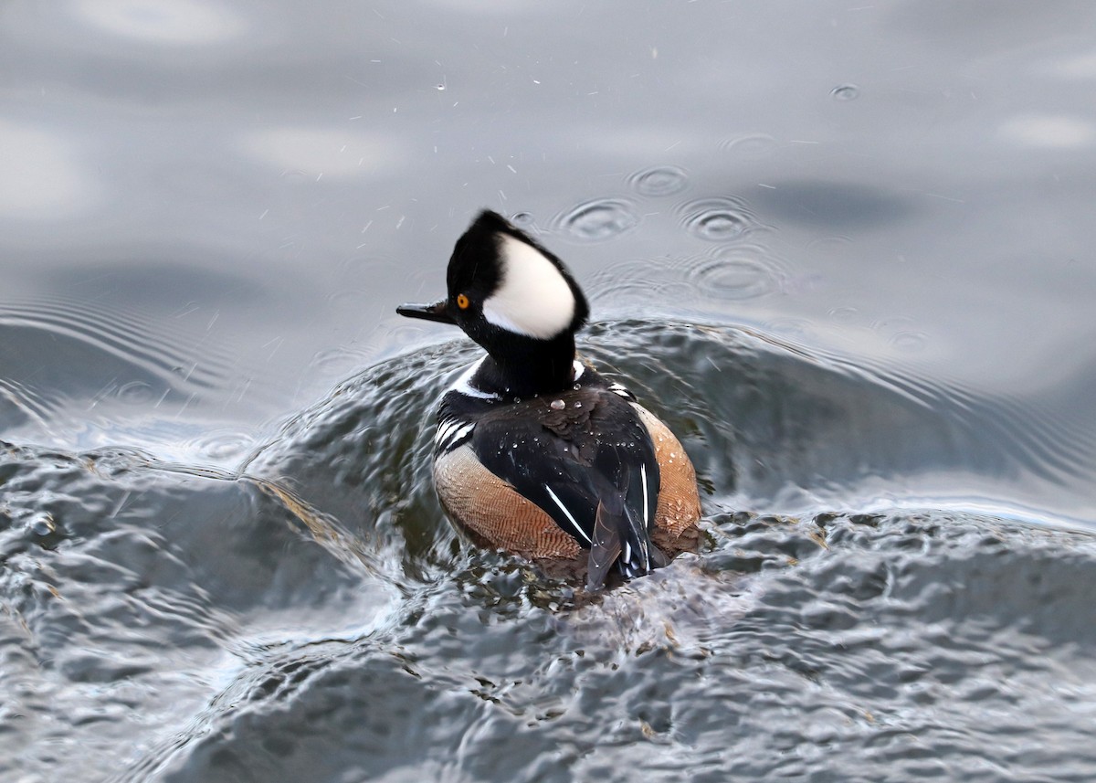 Hooded Merganser - Noreen Baker