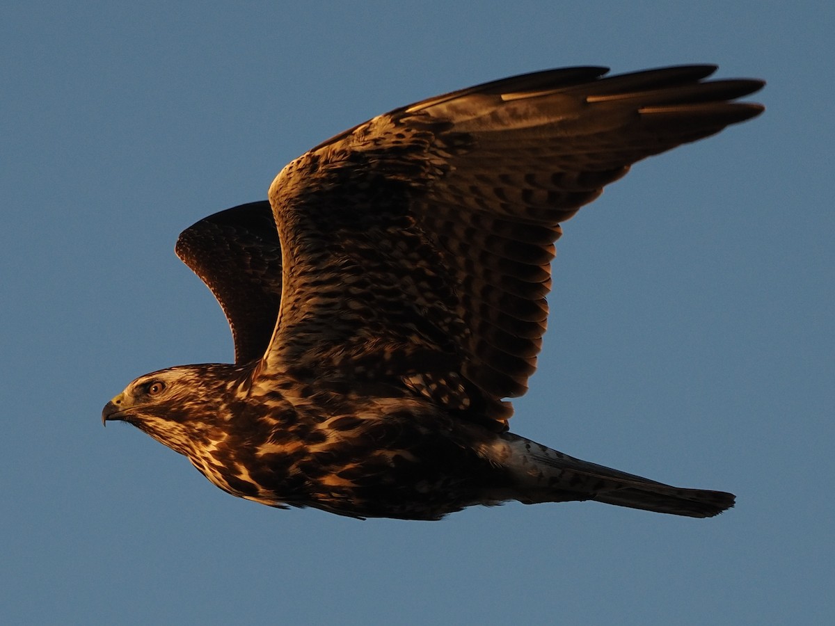 Swainson's Hawk - Milton Paul