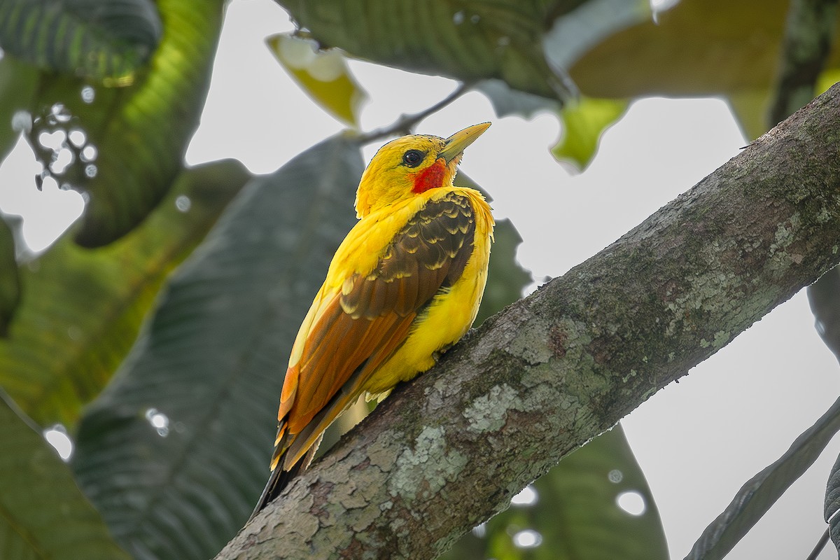 Cream-colored Woodpecker - ML614511341