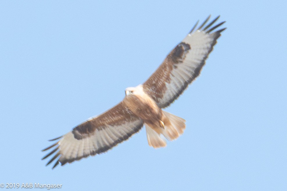 Long-legged Buzzard - ML614511346