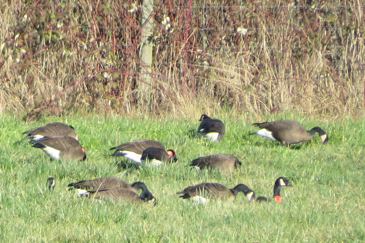 Canada Goose - ML614511356