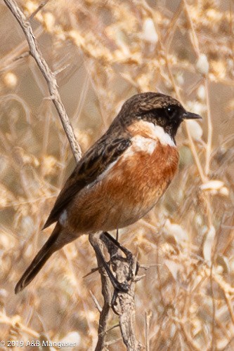 European Stonechat - Bernadette and Amante Mangaser