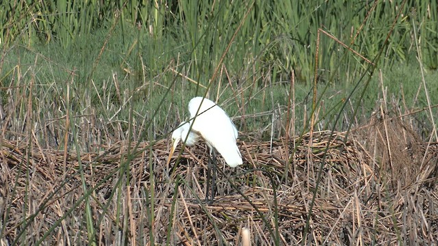 volavka bílá (ssp. modesta) - ML614511364