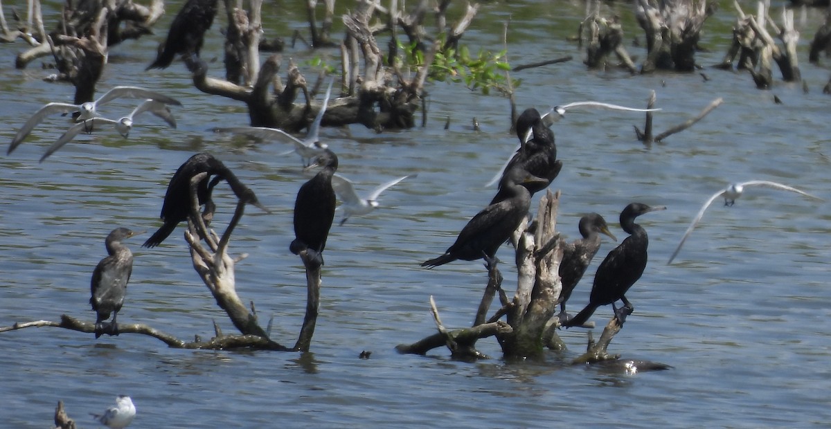 Indian Cormorant - ML614511372