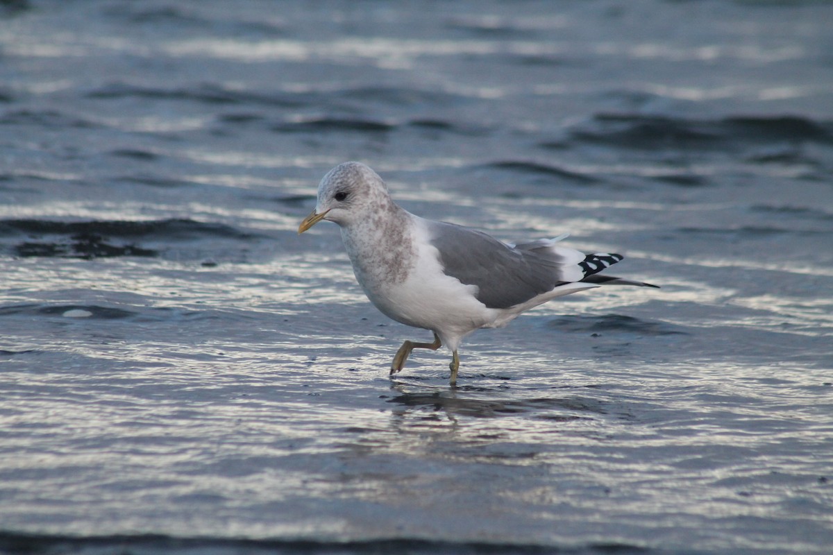 Short-billed Gull - ML614511384