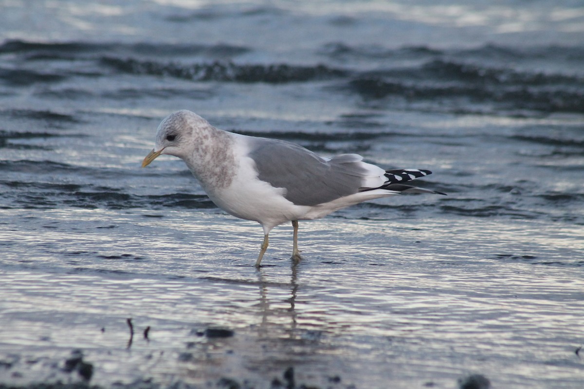 Short-billed Gull - ML614511385