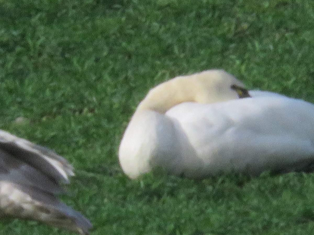 Tundra Swan - Michael Barry