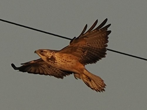 Swainson's Hawk - Milton Paul