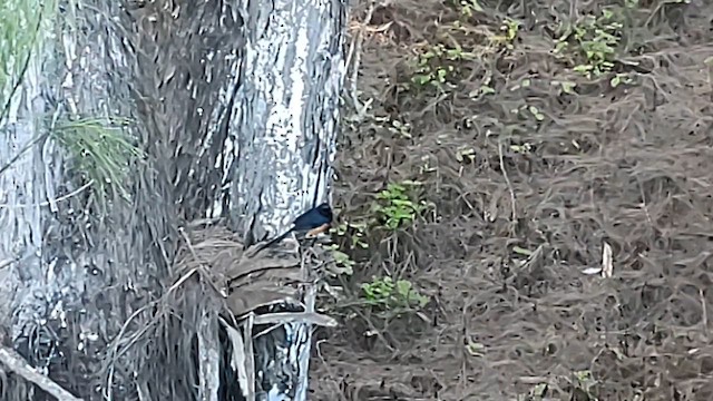 White-rumped Shama - ML614511442