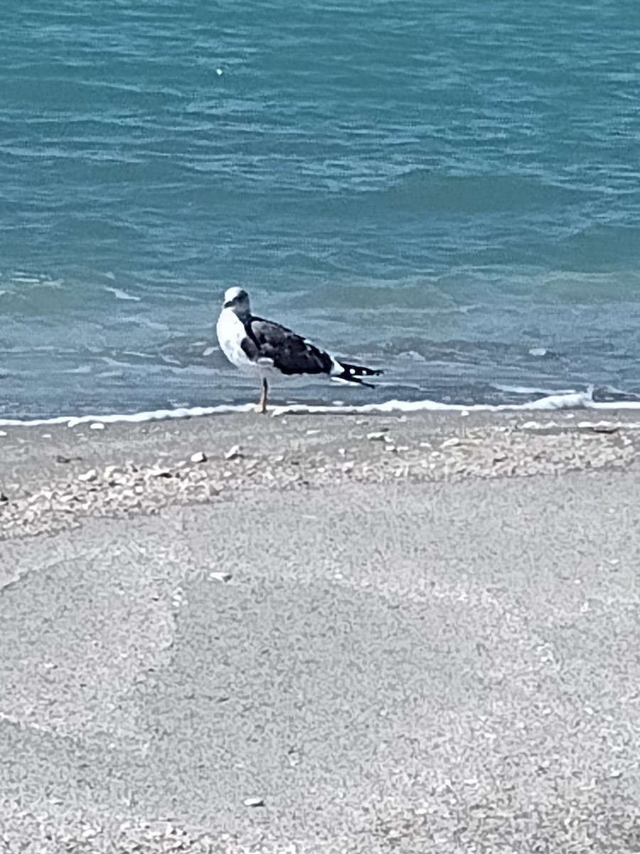 Lesser Black-backed Gull - ML614511462