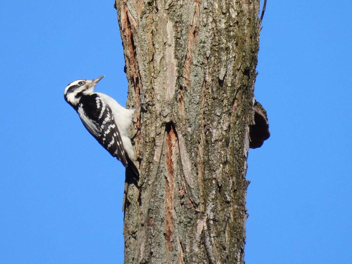 Hairy Woodpecker - ML614511486