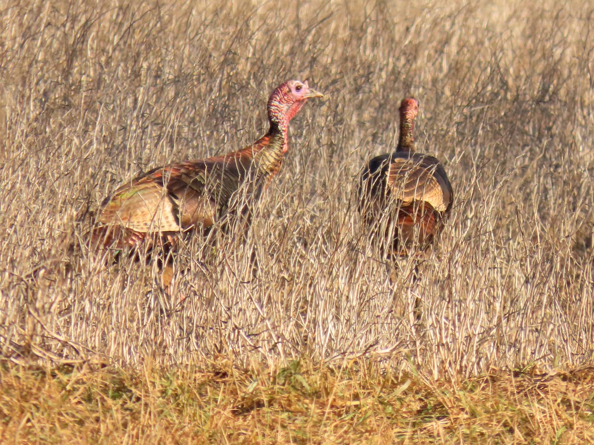 Wild Turkey - ML614511519