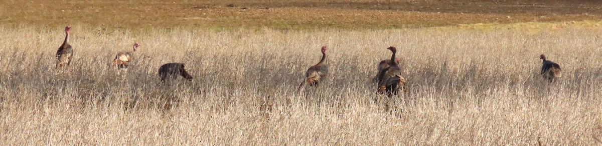 Wild Turkey - ML614511520