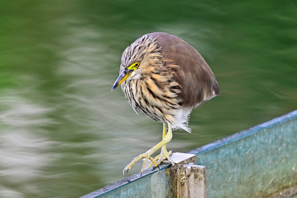 Chinese Pond-Heron - ML614511541