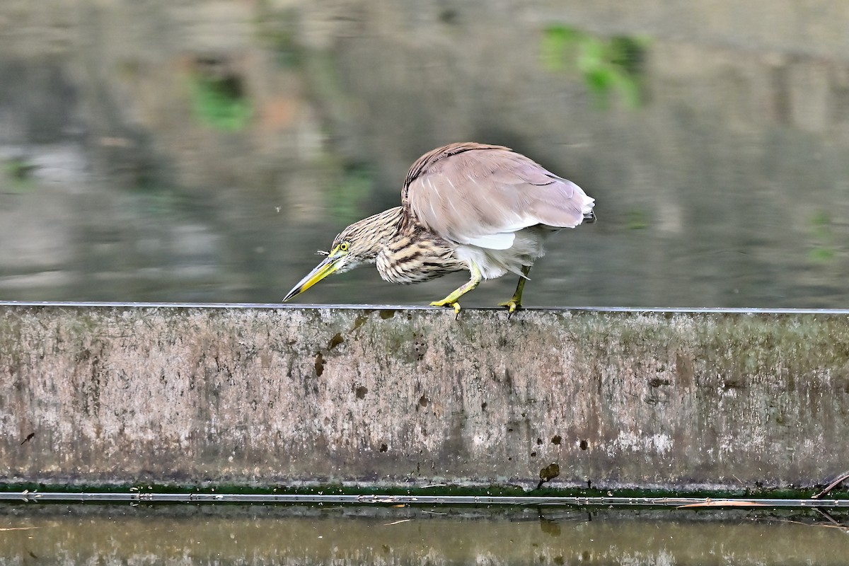 Chinese Pond-Heron - ML614511542