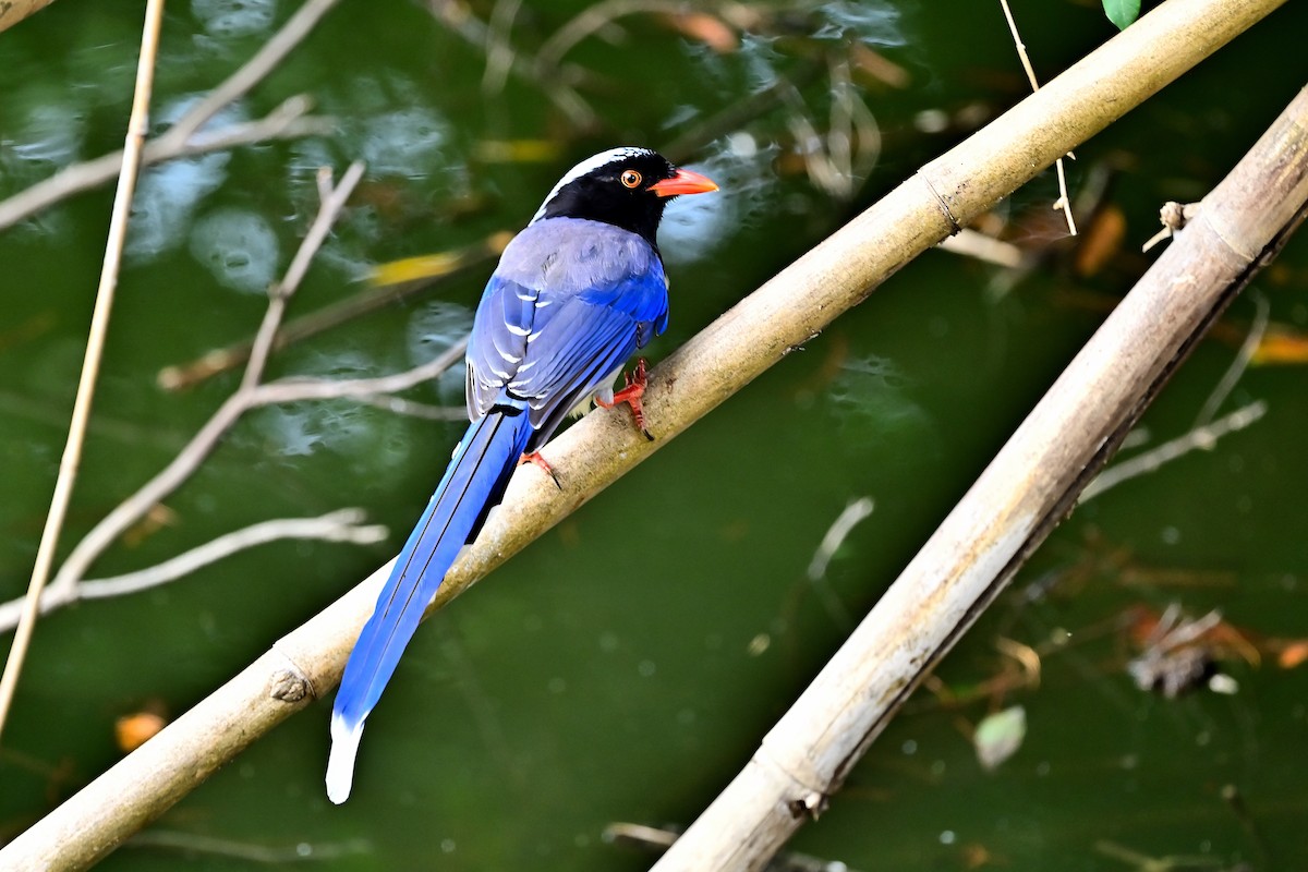 Red-billed Blue-Magpie - ML614511547