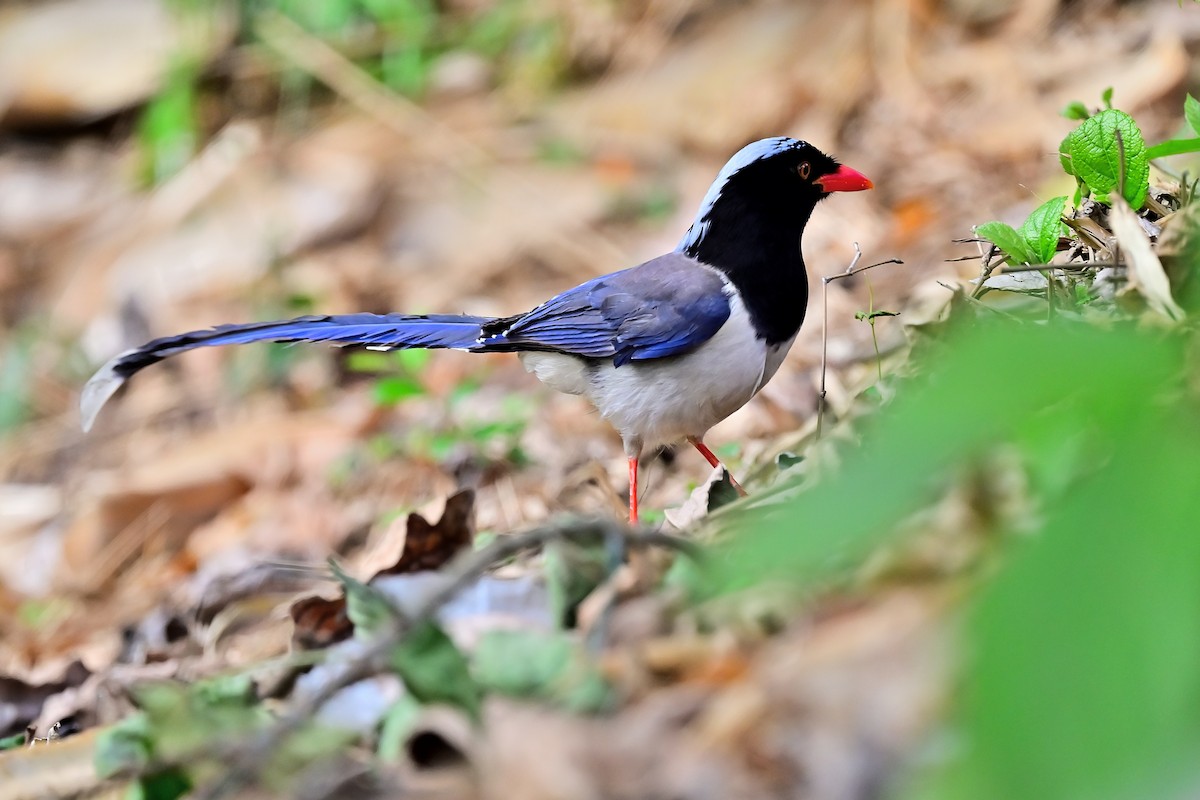 Red-billed Blue-Magpie - ML614511548