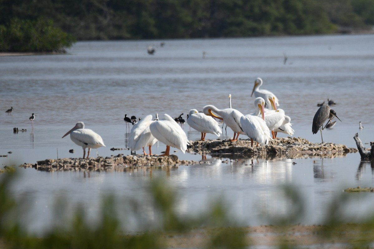 American White Pelican - ML614511550