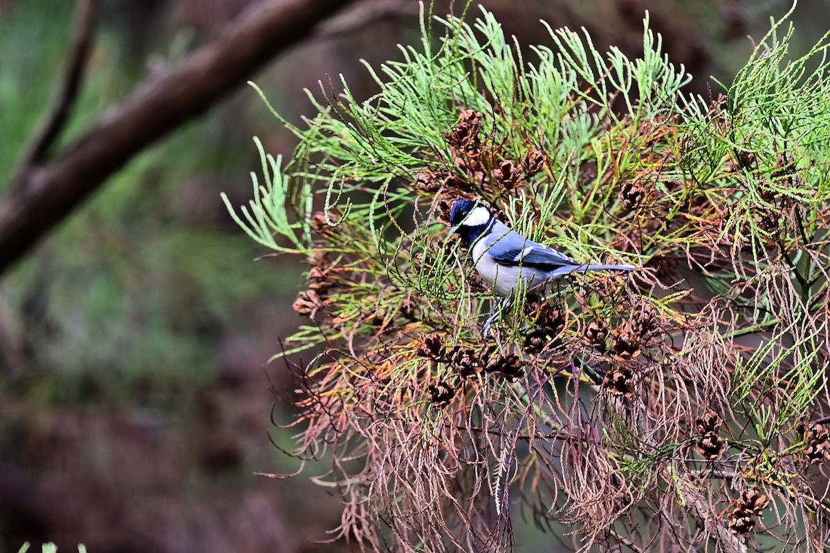 Japanese Tit - ML614511558