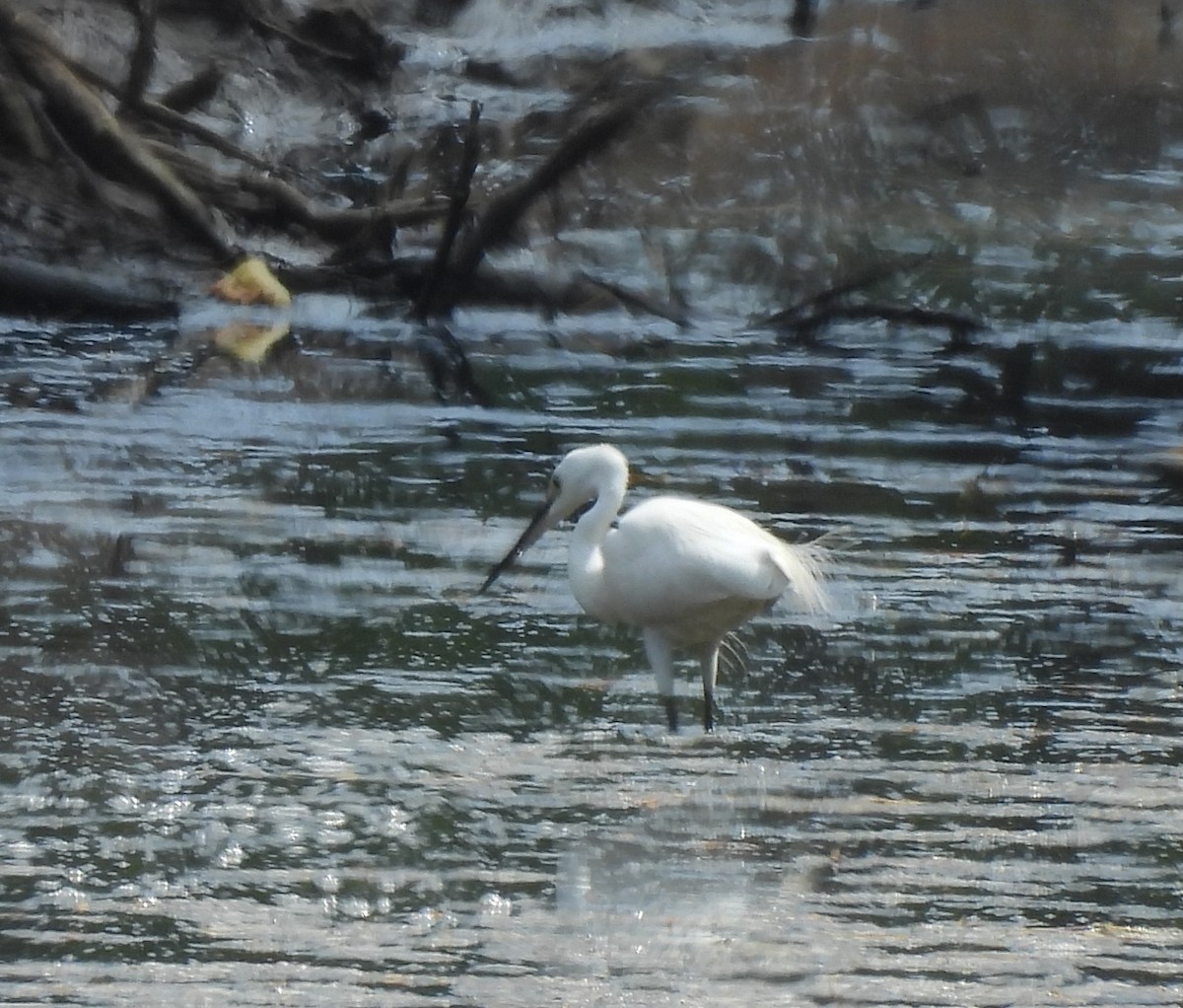 Little Egret - ML614511563