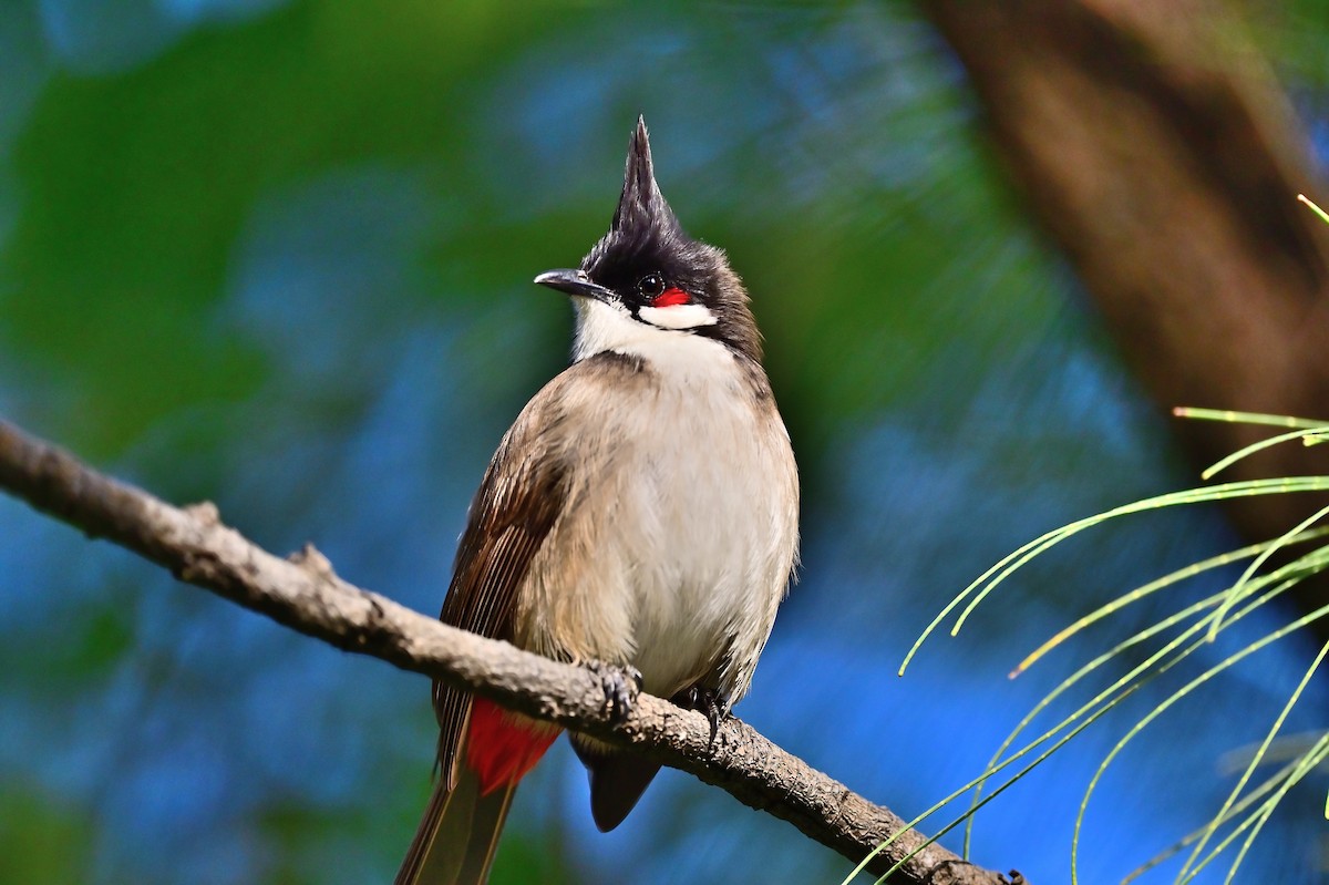 Red-whiskered Bulbul - ML614511572