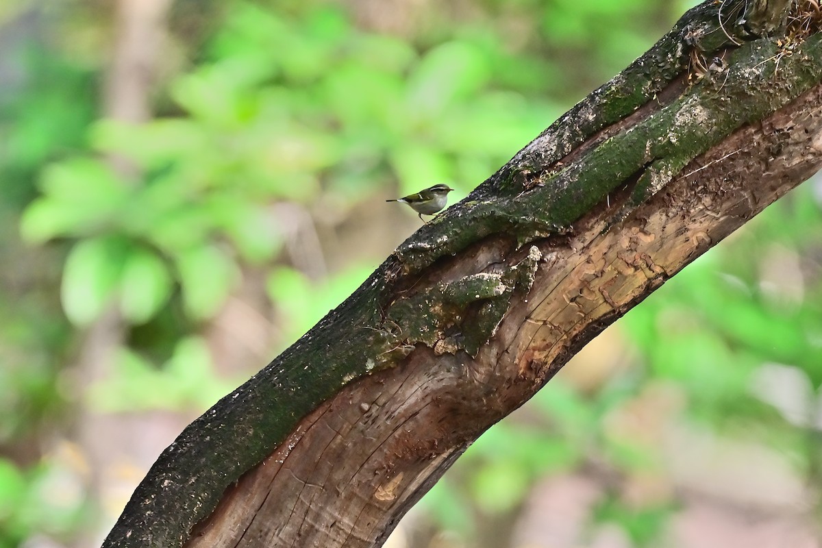 Yellow-browed Warbler - ML614511580