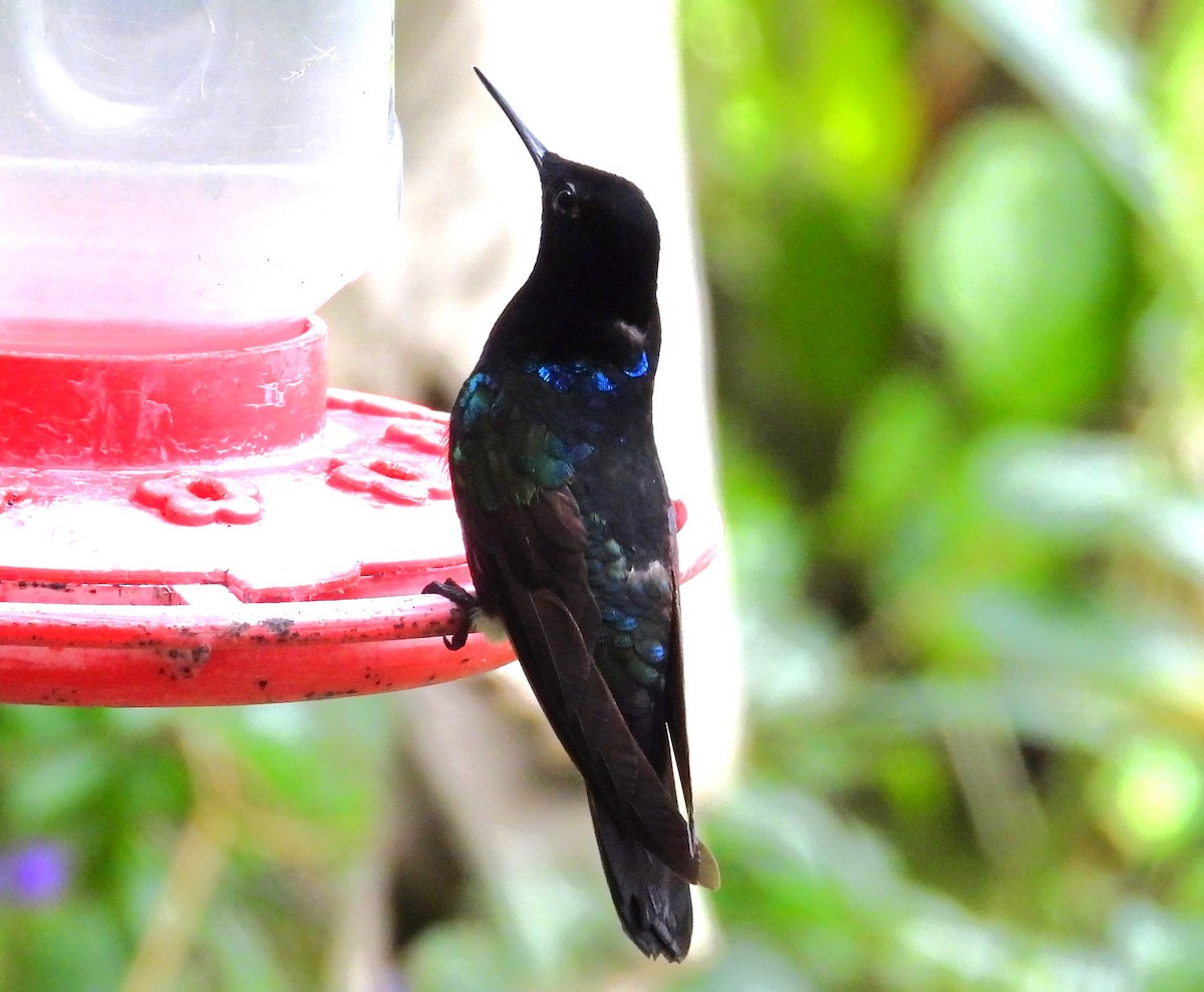 kolibřík hyacintový - ML614511622