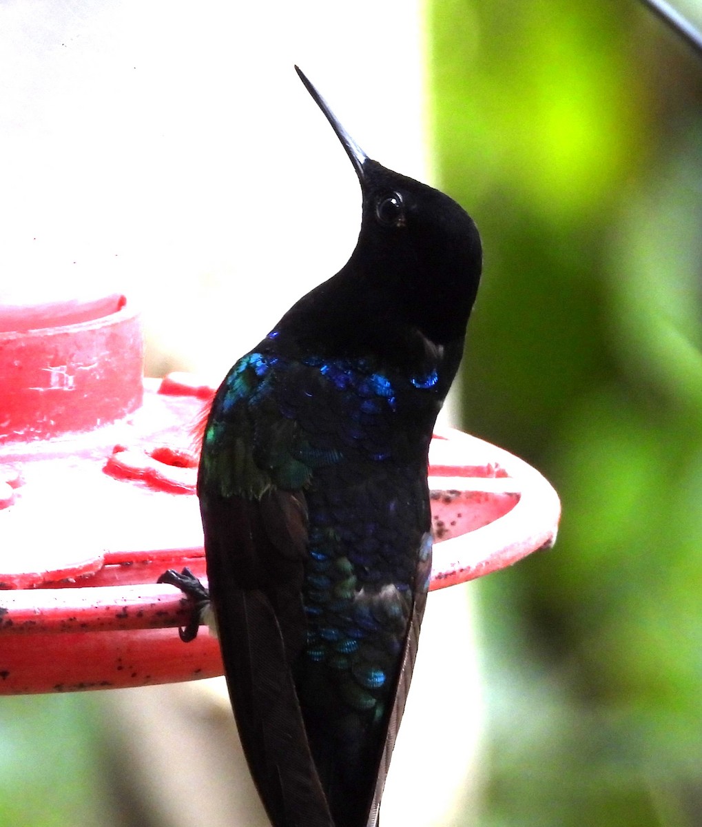 kolibřík hyacintový - ML614511623