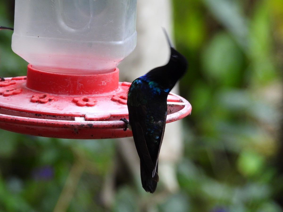 kolibřík hyacintový - ML614511636