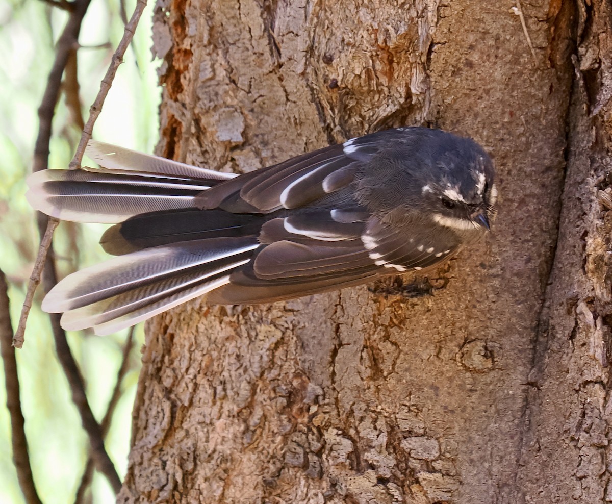 Gray Fantail (preissi) - ML614511667