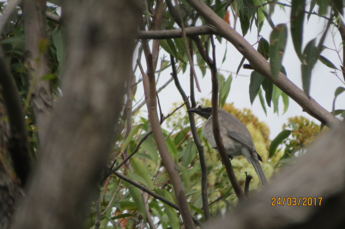 Noisy Friarbird - ML614511770