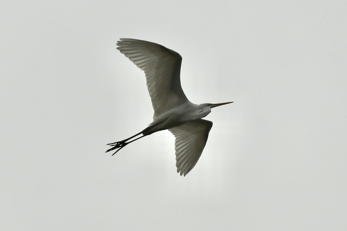 volavka bílá (ssp. egretta) - ML614511789