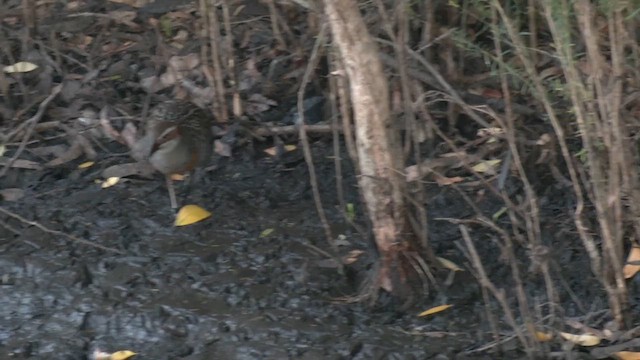 Buff-banded Rail - ML614511792